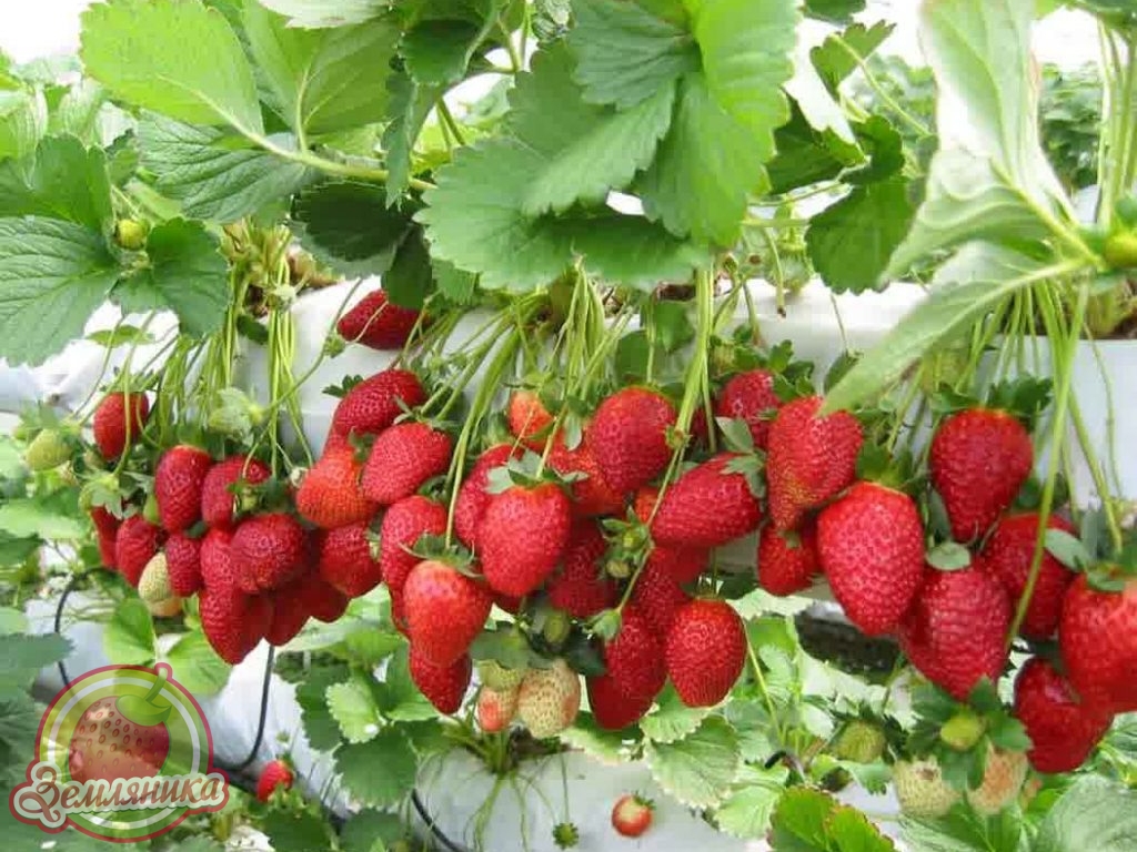 Клубника Амброзия купить саженцы