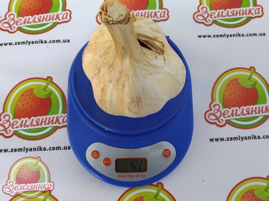 Рокамболь купить по самой низкой цене от 10 грн. прямые поставки из Европы.