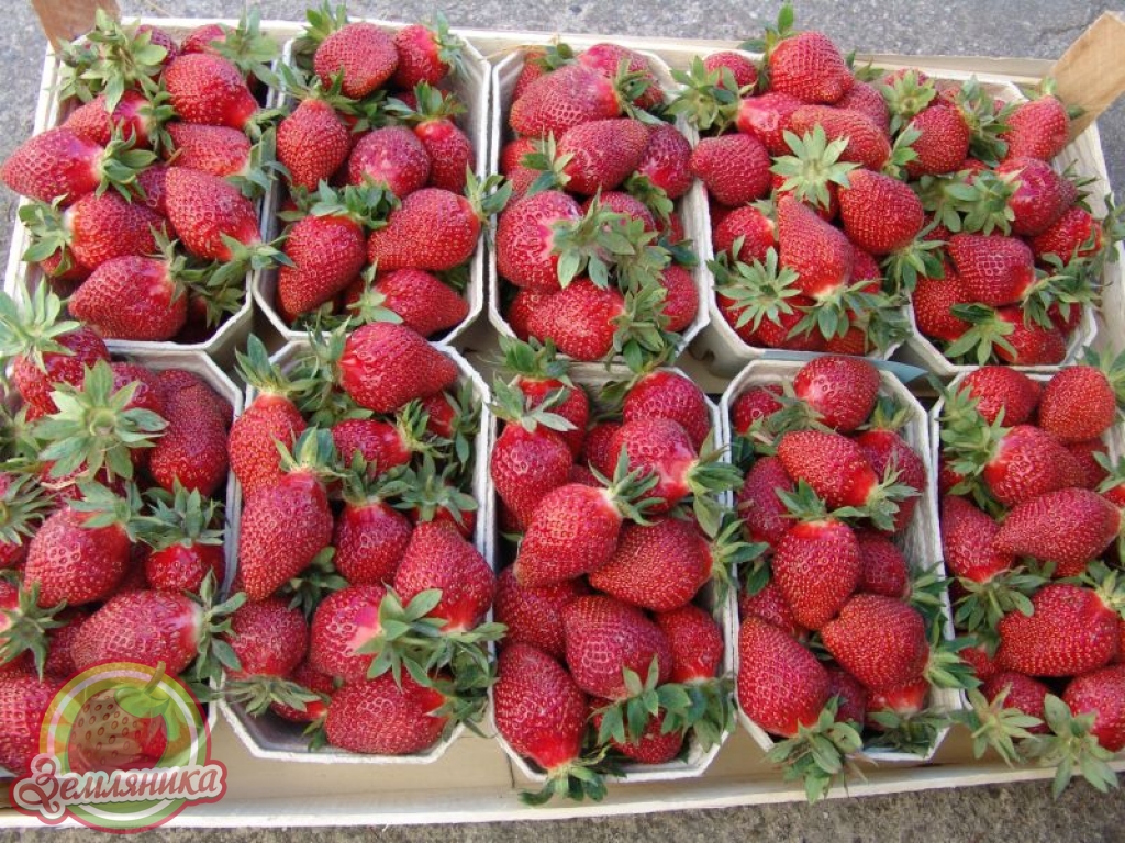 Клубника Амброзия купить саженцы
