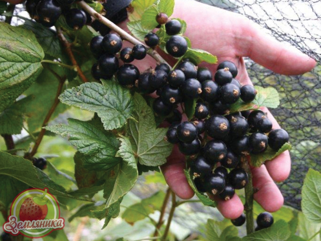 смородина Лелека купить саженцы