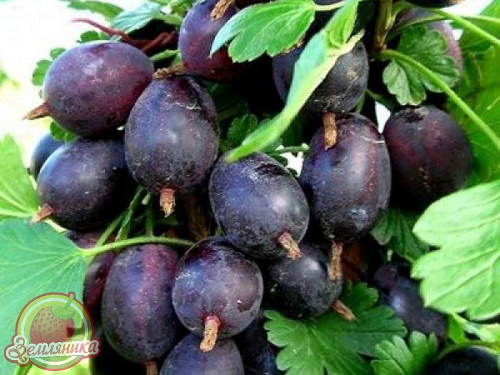 крыжовник Черная Капля купить саженцы в горшках