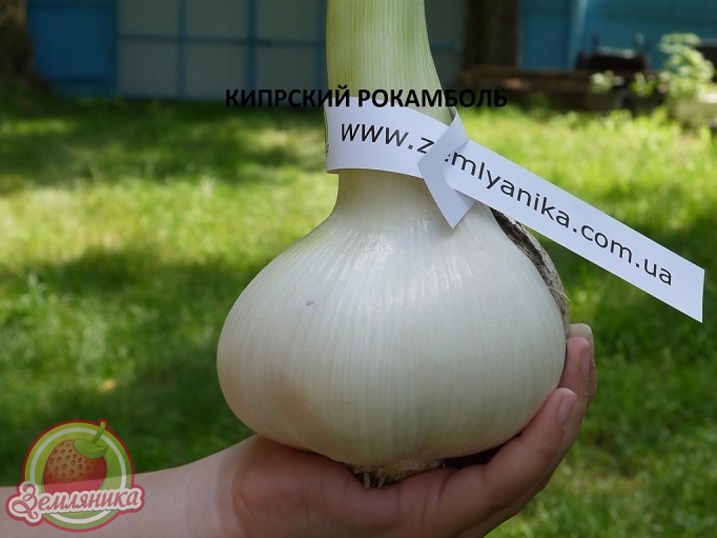 Рокамболь купить по самой низкой цене от 10 грн. прямые поставки из Европы.