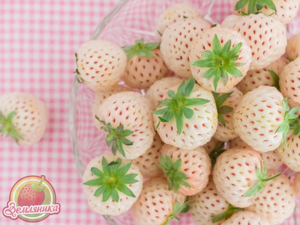клубника сорт Лебедушка купить по 10 грн.