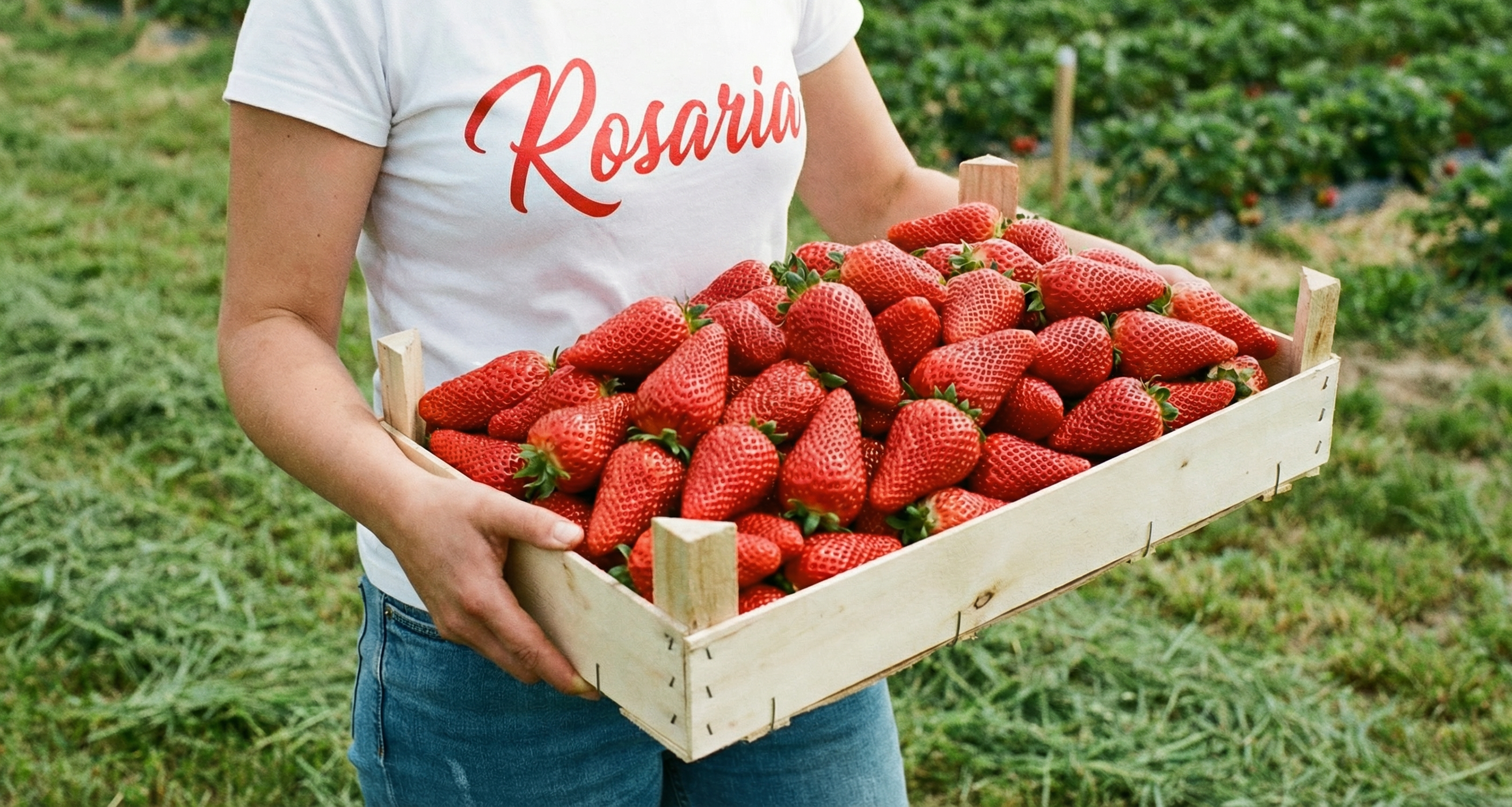 Клубника сорт Розария Rosaria. Очень ранний сорт клубники с очень крупными ягодами, величиной с кулак. Ягоды слакдие как мед.