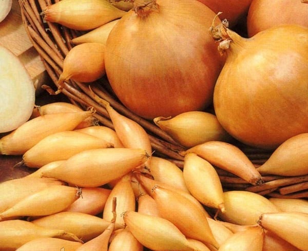 Лук севок Голиат купить по низкой цене