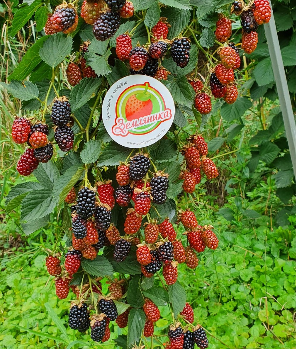 Ежевика Виктория от Дрисколс купить саженцы в Украине