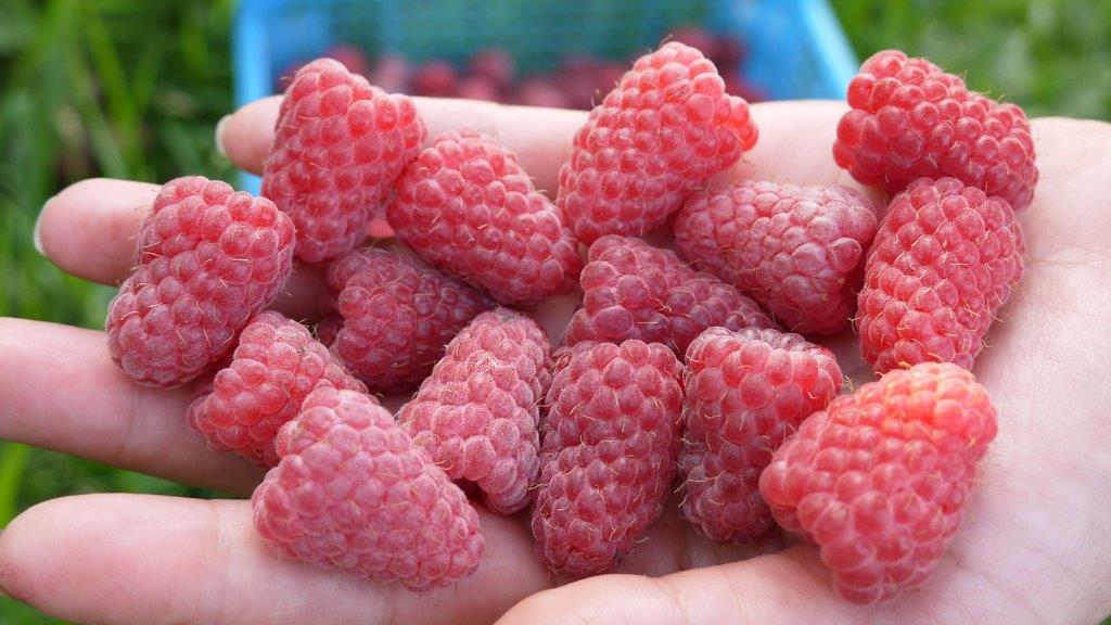 Купить саженцы малины 0435d3 по 50 грн.