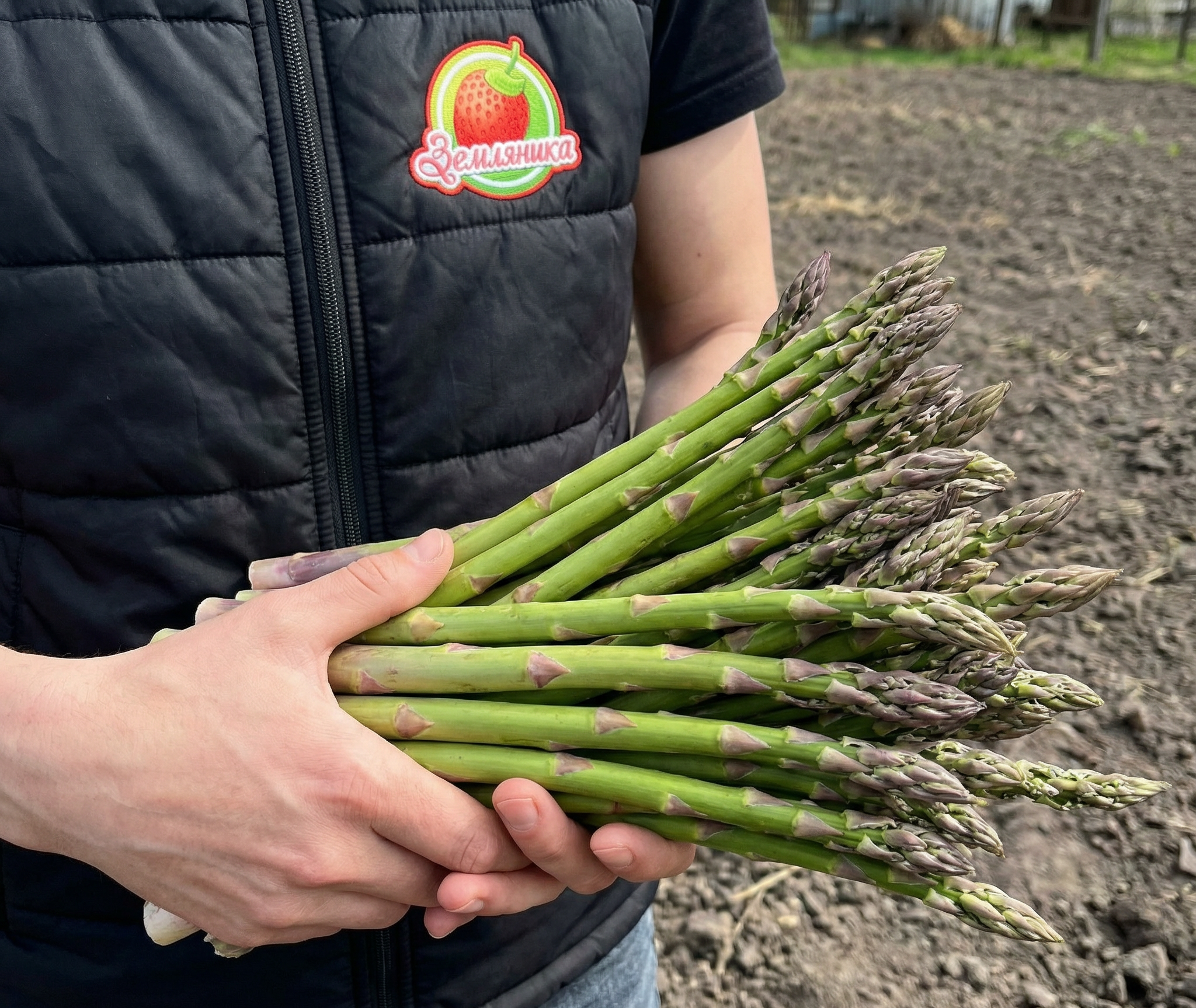 Аржентельская спаржа – это проверенный временем французский сорт, который ценят за нежный вкус и стабильный урожай. Отличается высокими, крепкими побегами и подходит как для выращивания в открытом грунте, так и в теплицах.