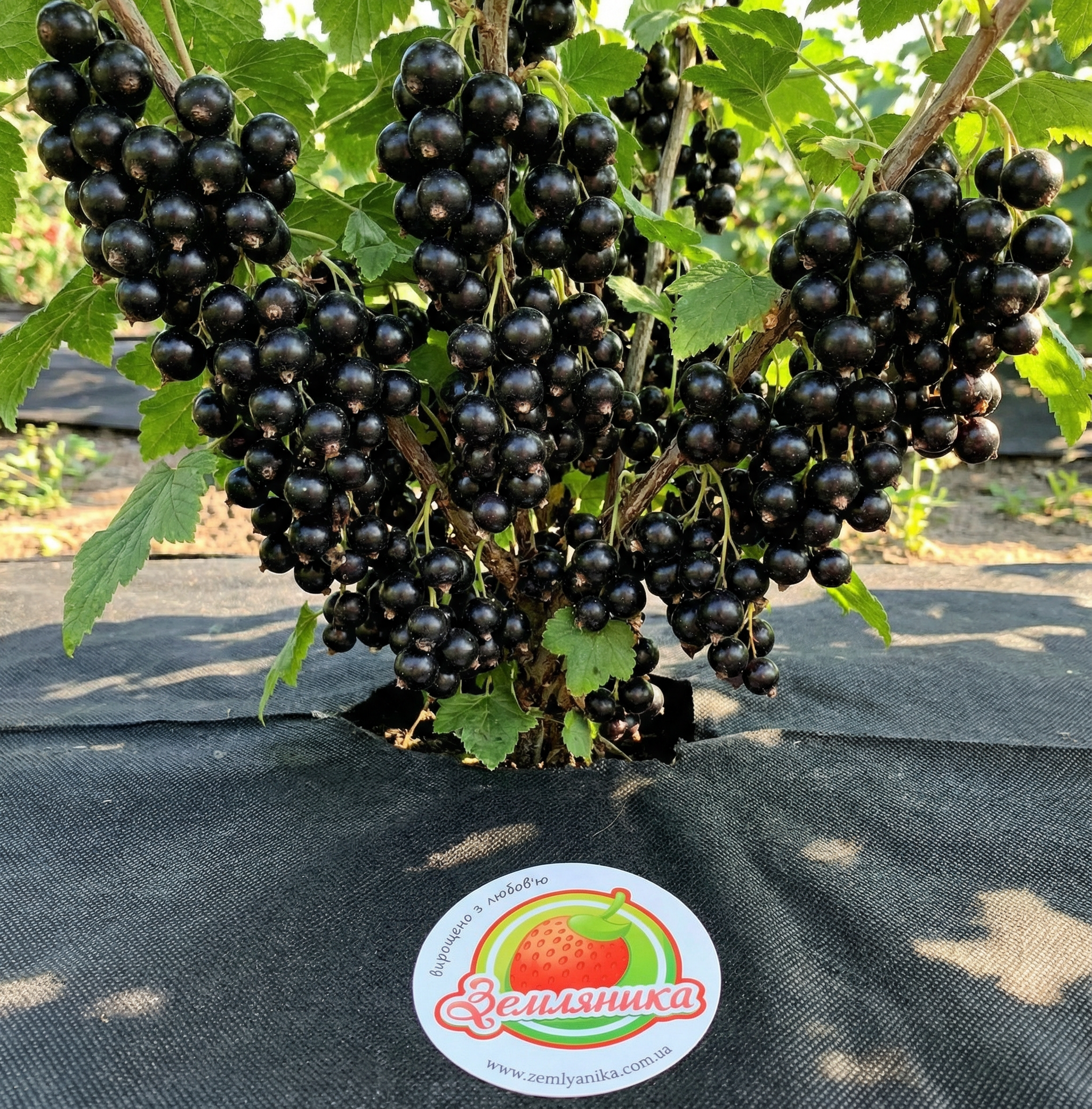 Черная смородина 6-14-145: описание сорта, характеристики и урожайность Смородина черная 6-14-145 – лучший сорт для сада: преимущества и уход Сорт черной смородины 6-14-145: отзывы, особенности выращивания и фото Черная смородина 6-14-145: почему садоводы выбирают этот высокоурожайный сорт