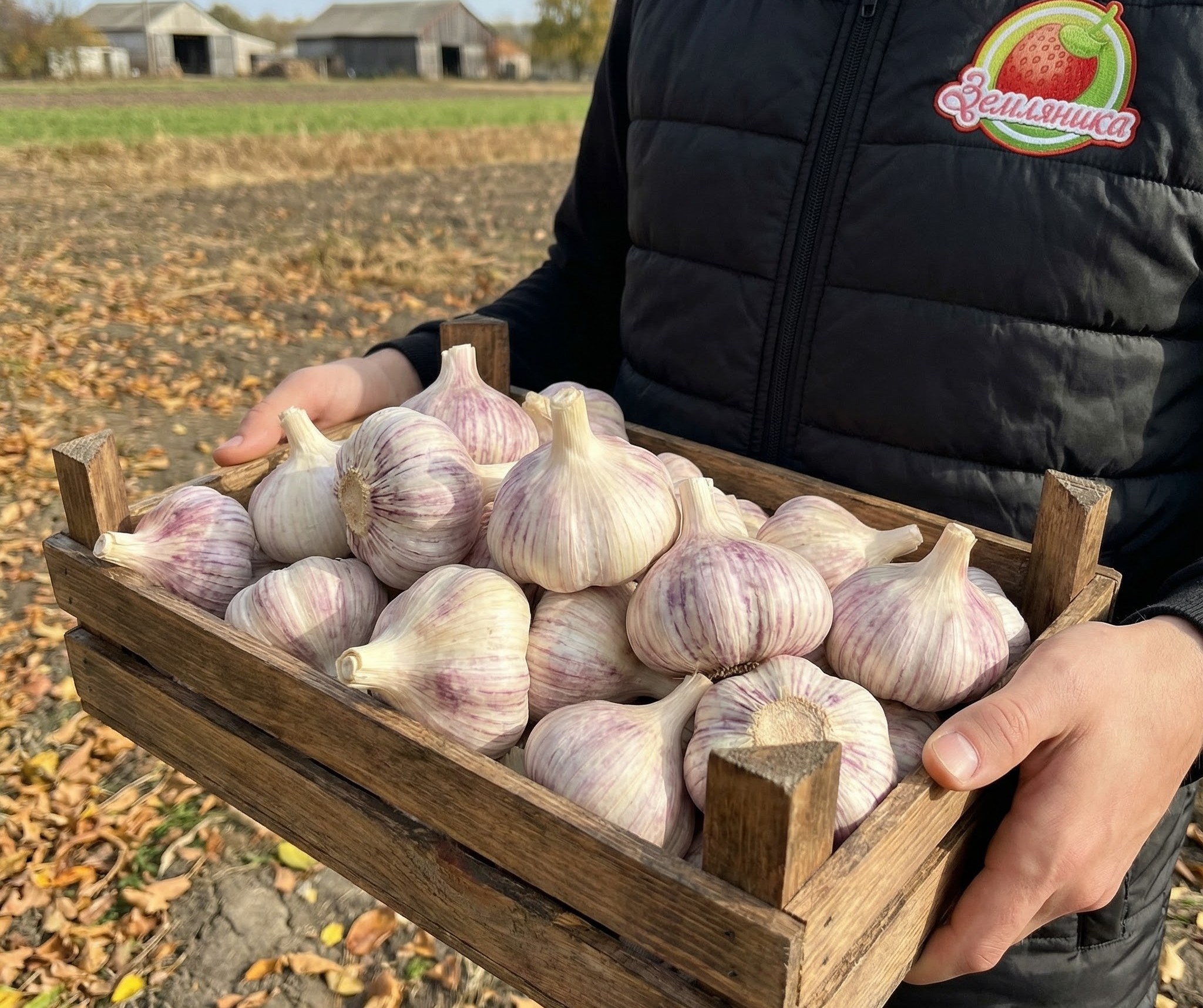 Новый сорт чеснока Garpek купить из Испании