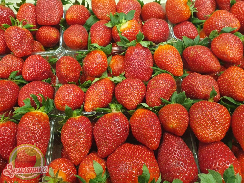 Клубника Дженка Jenkka самый новый сорт клубники из Голландии. Сорт вкусный и оооосень высокооурожаййный. Это самый урожайный сорт в нашей коллекции.