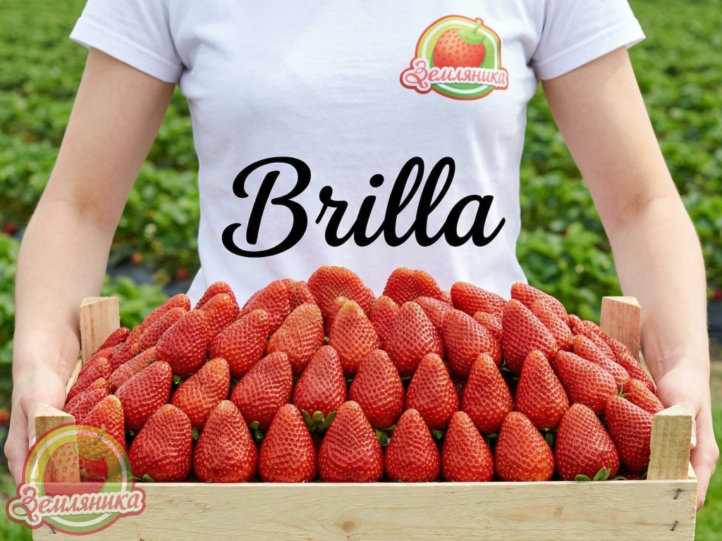 Клубника Brilla \ Брилла купить отличные саженцы из Италии по 9 грн.