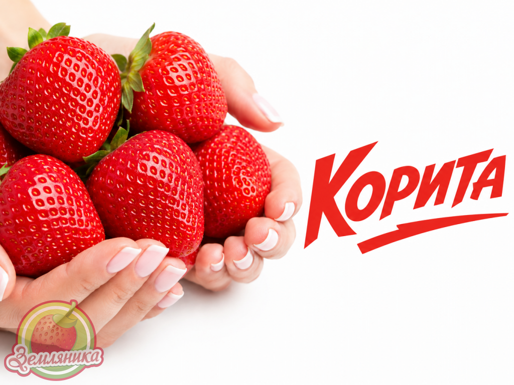 Коррита самый поздний сорт клубники, созревает на 7 дней раньше чем Мальвина. Очень вкусные и очень крупные ягоды.