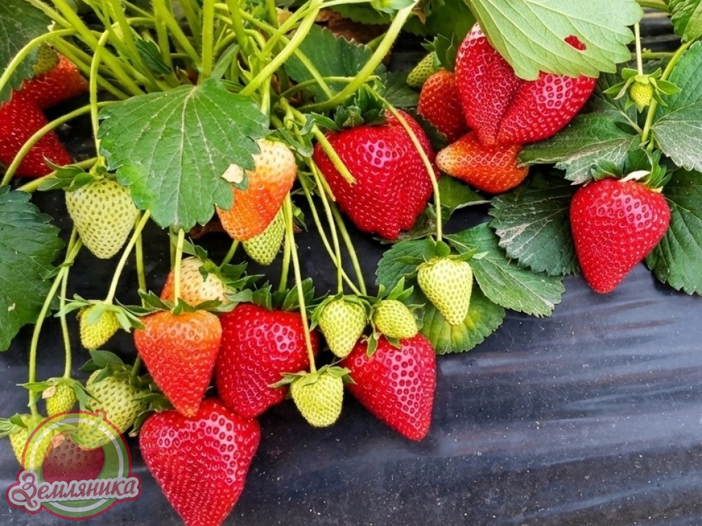Новинка клубники G 7-143-1 Самый новый сорт из Италии в Украине, Ягода сладкая, вкусная, крупная, блестящая. Урожайность в Киевской облатси до 750 г с куста.