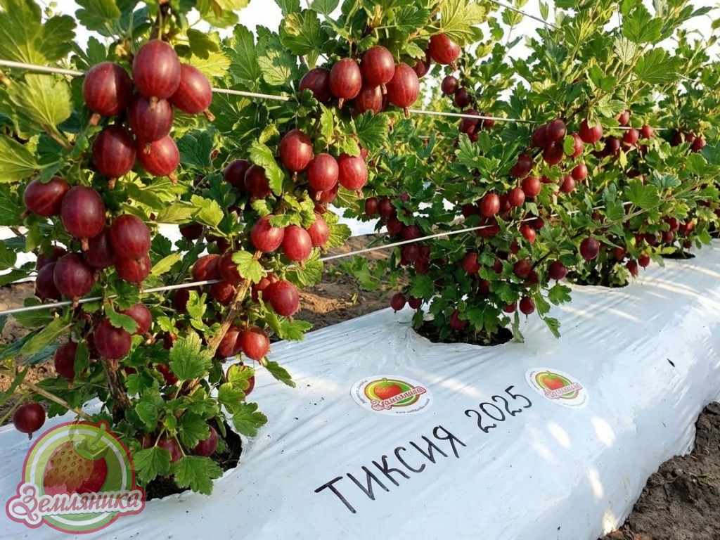 крыжовник Тиксия купить саженцы в горшках