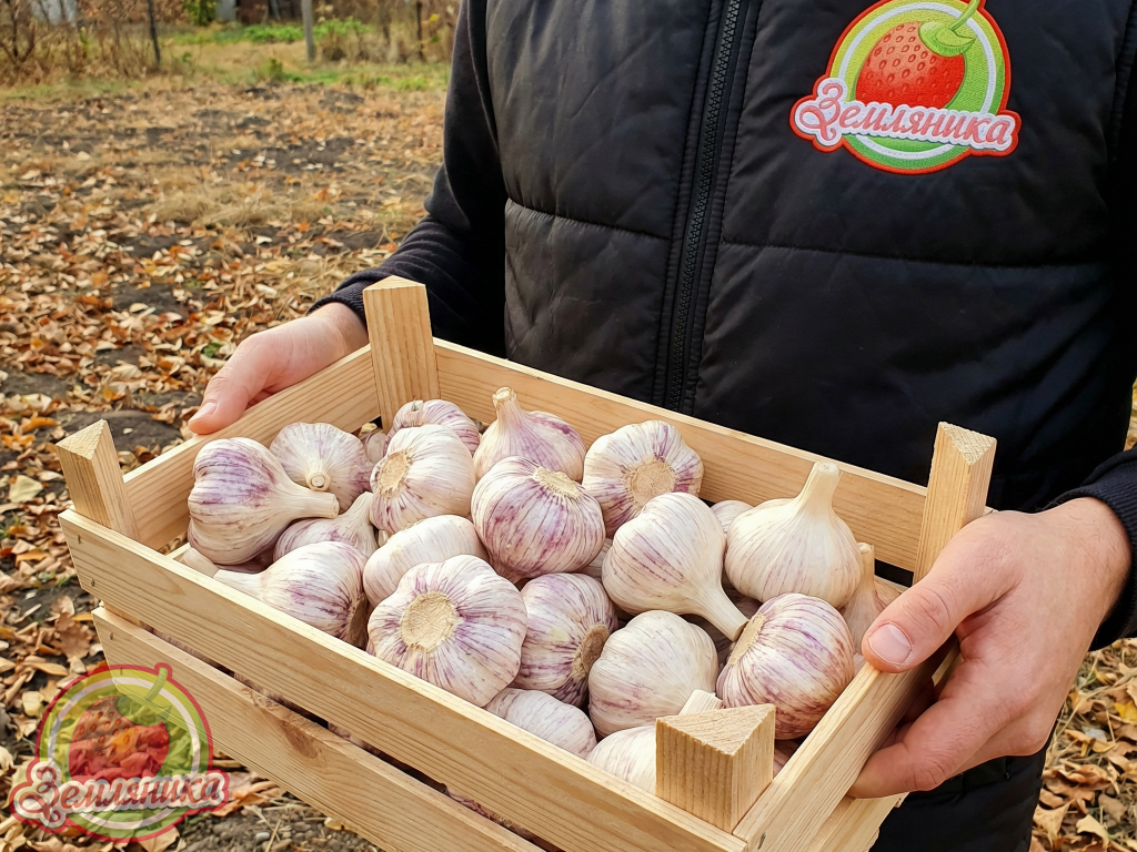 Новый сорт чеснока Garpek купить из Испании