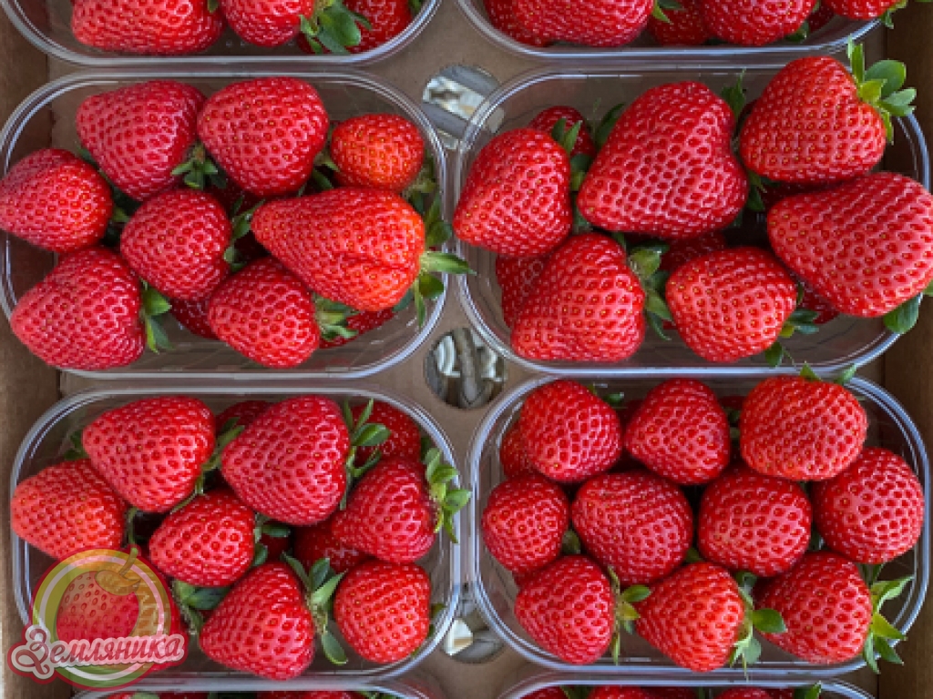 Клубника Петра новый нейтрал из Италии, ягода вкусная, сладкая, крупного размера, урожайность в Киевской области 1.2 кг с куста за весь сезон