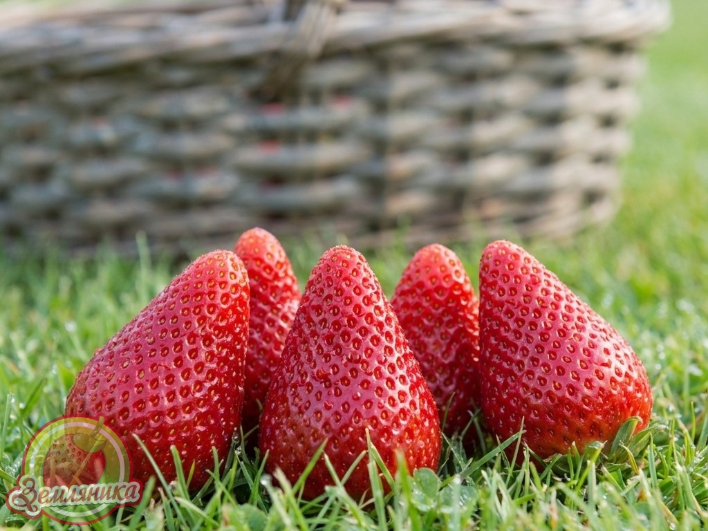 Клубника Роял Ройс купить саженцы из Европы по 15 грн.