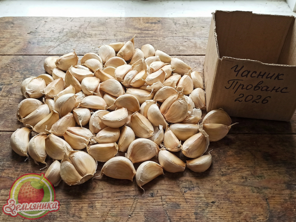 сорт чеснока Прованс  нестрелкующийся чеснок  артишоковый чеснок  французский чеснок Прованс  чеснок с фиолетовыми полосами  крупный чеснок для посадки  зимний чеснок Прованс  ароматный чеснок купить  посадочный материал чеснока  чеснок Прованс с доставкой заказать чеснок Прованс онлайн  где купить чеснок Прованс  чеснок Прованс напрямую от производителя  качественный чеснок Прованс недорого