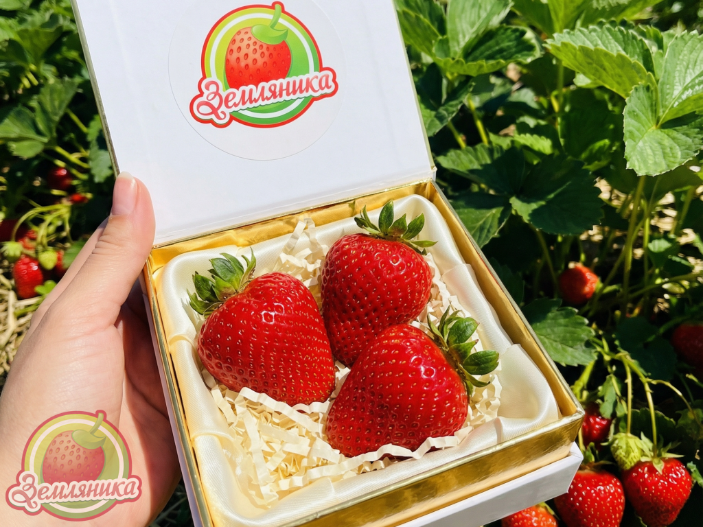 Клубника Априка купить саженцы из европы по 10 грн. Отличное качество из проверенного питомника.