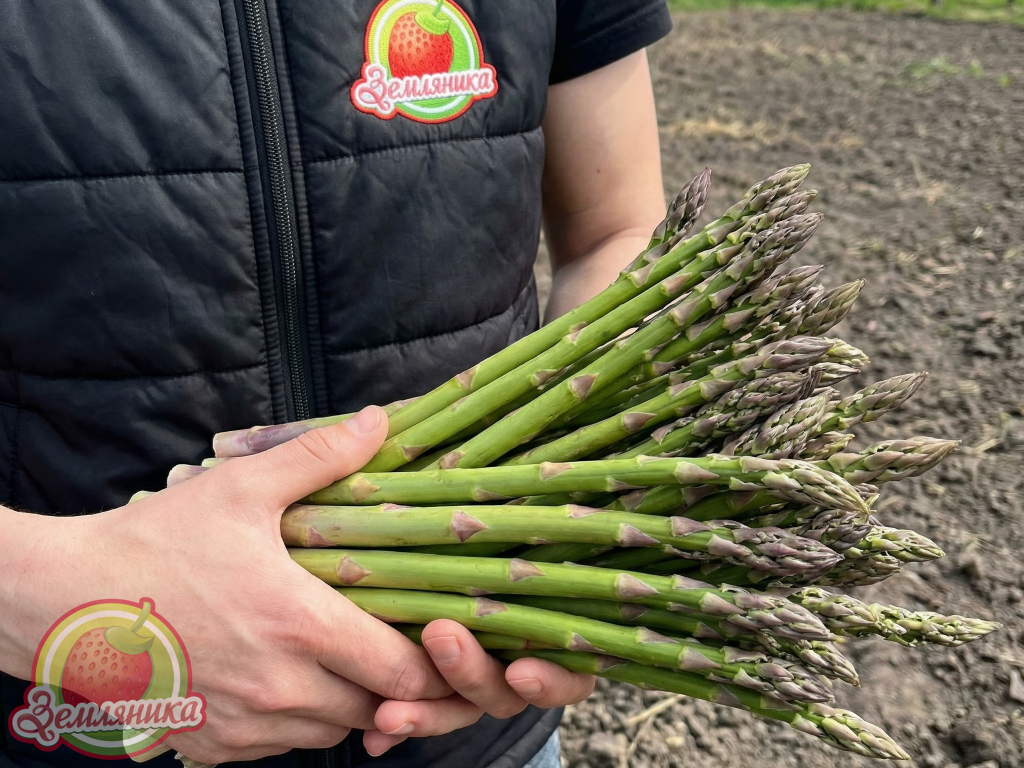 Аржентельская спаржа – это проверенный временем французский сорт, который ценят за нежный вкус и стабильный урожай. Отличается высокими, крепкими побегами и подходит как для выращивания в открытом грунте, так и в теплицах.