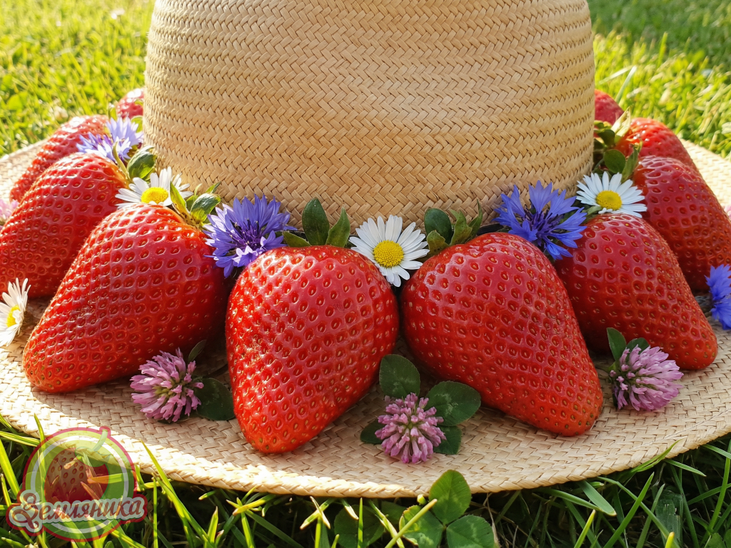 Новинка клубники G 7-143-1 Самый новый сорт из Италии в Украине, Ягода сладкая, вкусная, крупная, блестящая. Урожайность в Киевской облатси до 750 г с куста.