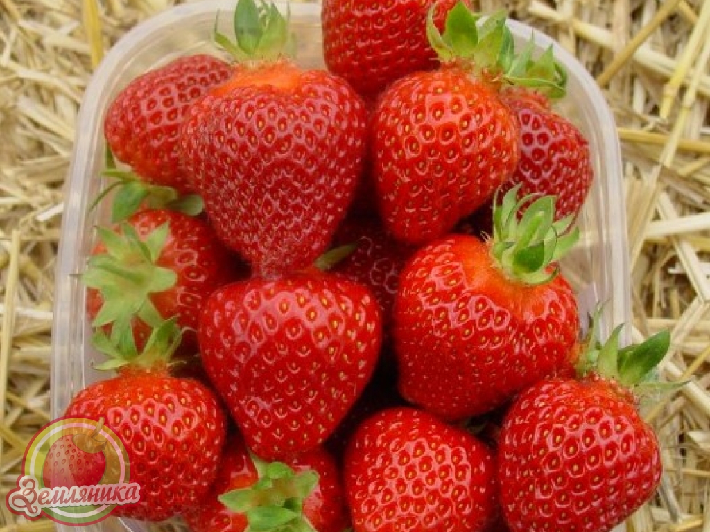 Саженцы клубники Ромина купить из  Европы не дорого. по 10 грн.