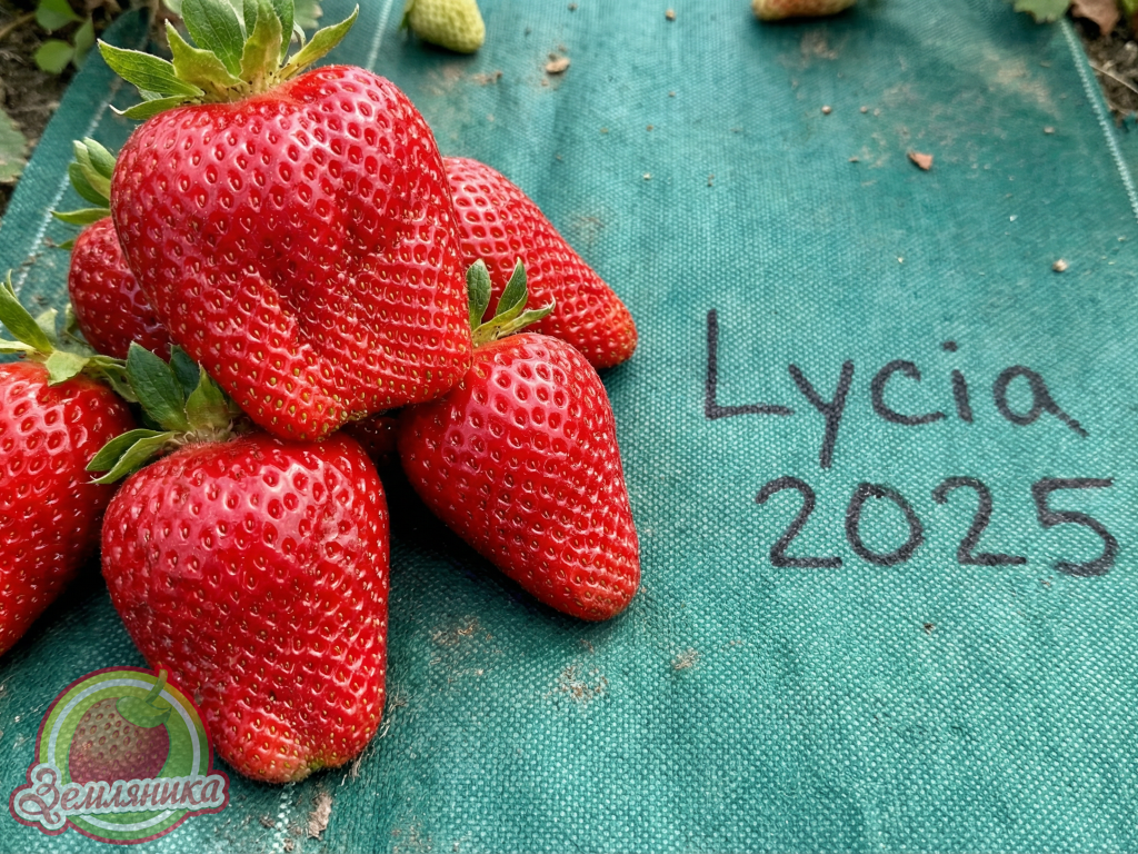 Клубника Lycia \ Личия купить саженцы из Италии по 12 грн