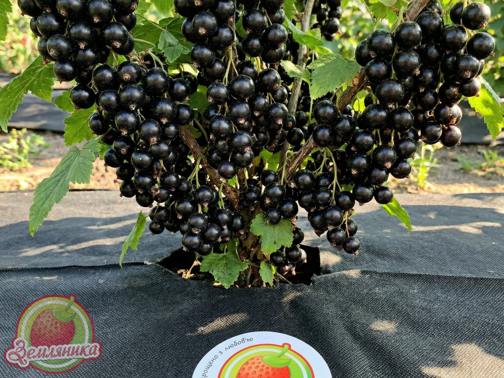 Черная смородина 6-14-145: описание сорта, характеристики и урожайность Смородина черная 6-14-145 – лучший сорт для сада: преимущества и уход Сорт черной смородины 6-14-145: отзывы, особенности выращивания и фото Черная смородина 6-14-145: почему садоводы выбирают этот высокоурожайный сорт