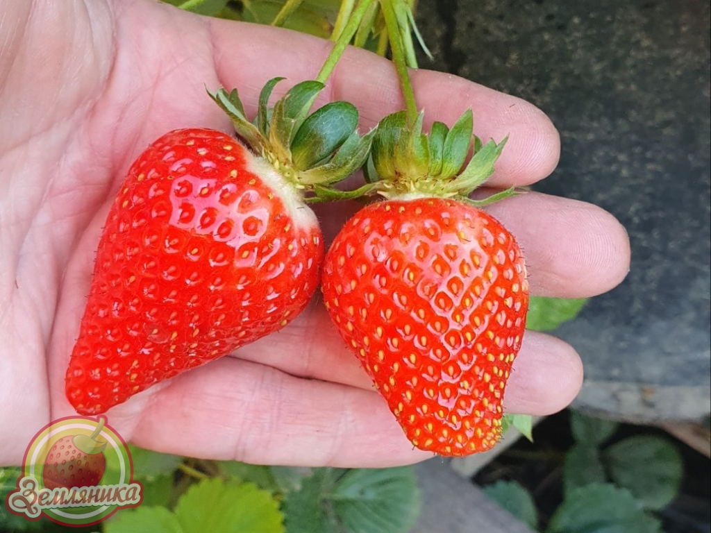 Клубника Петра новый нейтрал из Италии, ягода вкусная, сладкая, крупного размера, урожайность в Киевской области 1.2 кг с куста за весь сезон