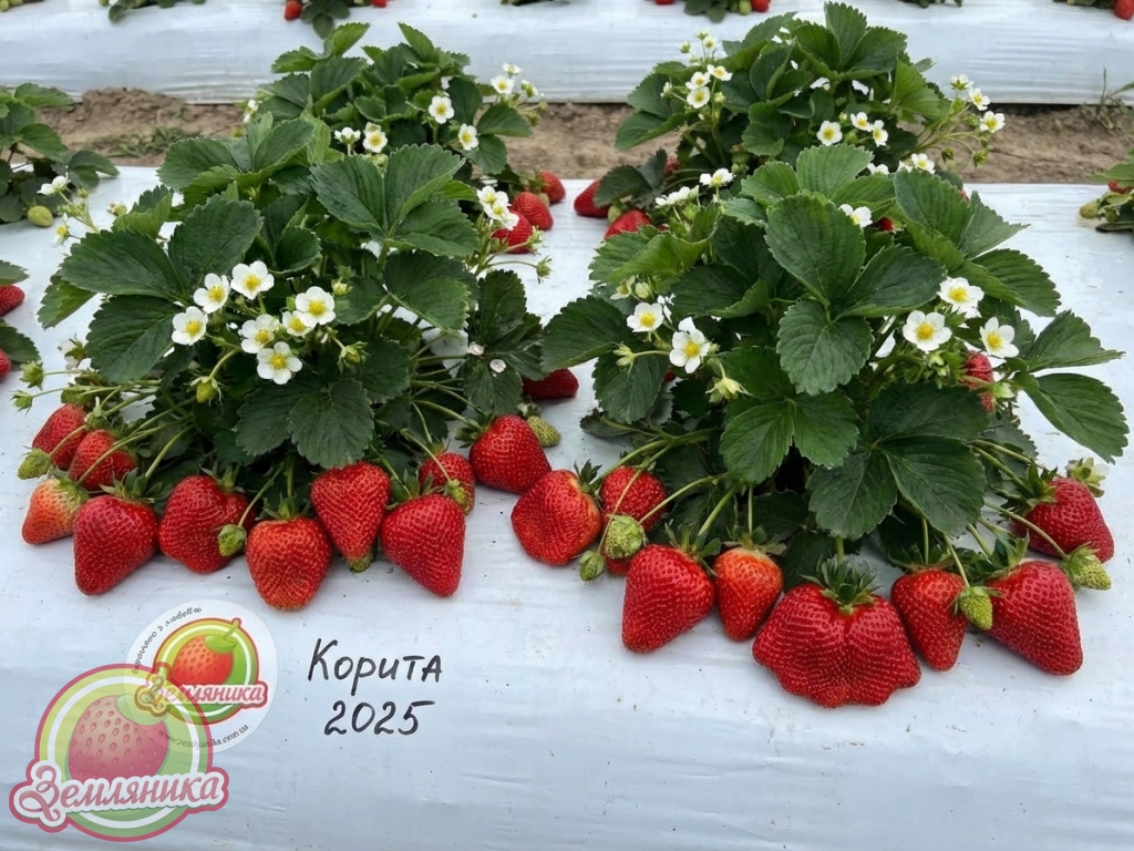 Коррита самый поздний сорт клубники, созревает на 7 дней раньше чем Мальвина. Очень вкусные и очень крупные ягоды.