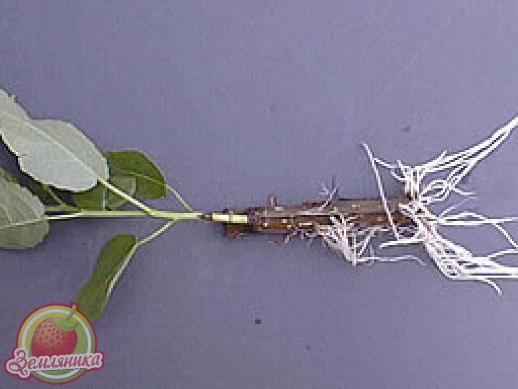 Купить укоренитель Ризопон \ Rhizopon 2% в Украине