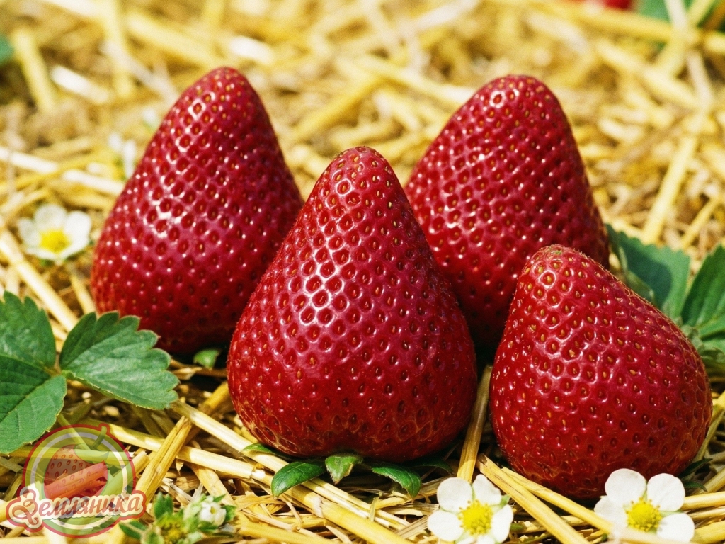 Клубника Сибилла, новый средне спелый сорт клубники из Италии. Высокая урожайность с ягодой крупного размера.