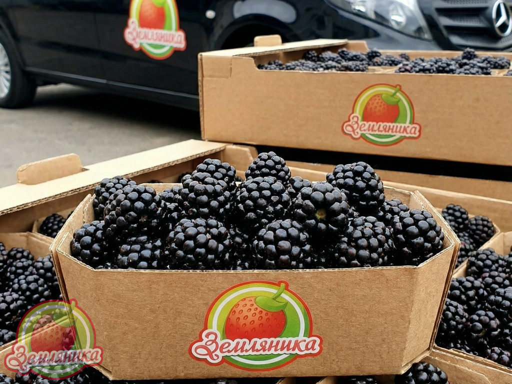 саженцы ежевики трипл краун купить