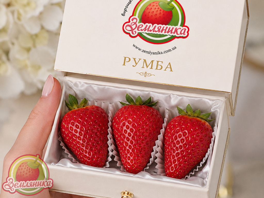 Саженцы клубники Румба купить по 10 грн. саженцы из Европы (не польша)