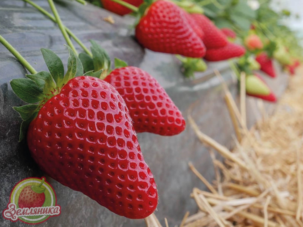 Клубника Перчинкию PIRCINQUE самая сладкая ягода из ранний сортов, созревает в Киевской области в конце мая в открытом грунте и ранее. Крупные ягоды, обльное содерание сахаров.
