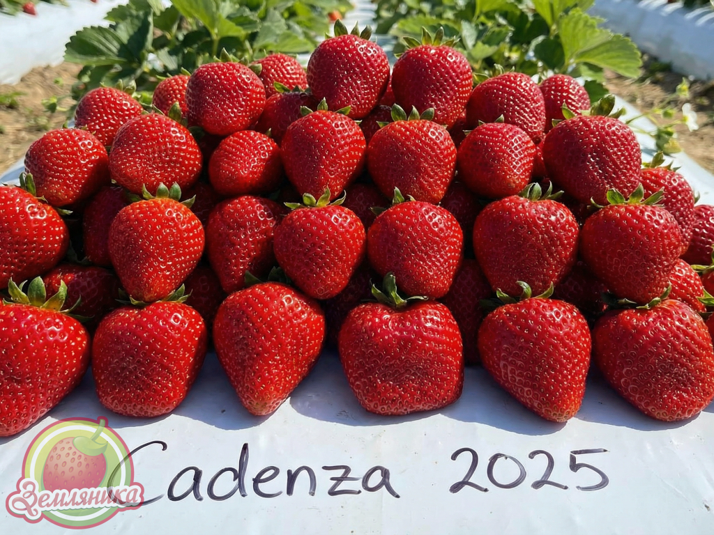 Клубника Каденза новый очень поздний сорт клубники из Голландии. При выращивании в Киевской области показал урожайность 850 г с куста. На 3 дня раньше чем Мальвина, но при этом в 2 раза урожайнее.