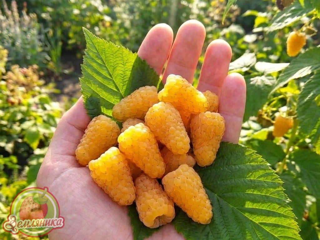 Малина Светлячок (оригинал) купить саженцы по 55 грн. Новинка 2021 года. Светлячок можно выращивать без шпалеры, но стоит учесть, что от нагрузки урожаем ветви будут свисать вниз, но при этом не касаться земли.  Так же можно выращивать по пинципу 