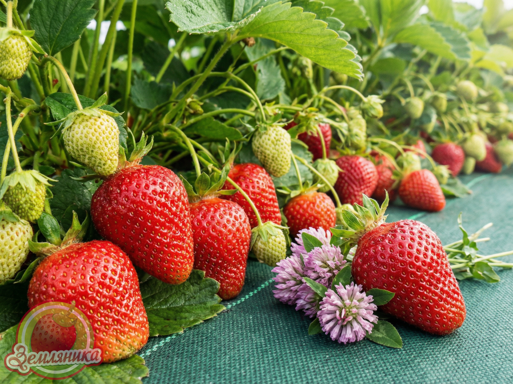 Купить саженцы клубники Аллегро ( Allegro) по 10 грн.