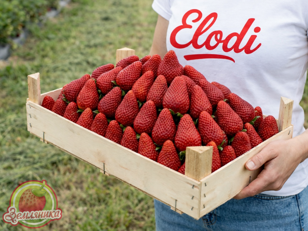 Клубника Элоди оригинал из Италии, купить саженцы по 12 грн. Самый сладкий и самый урожайный сорт клубники в Украине.