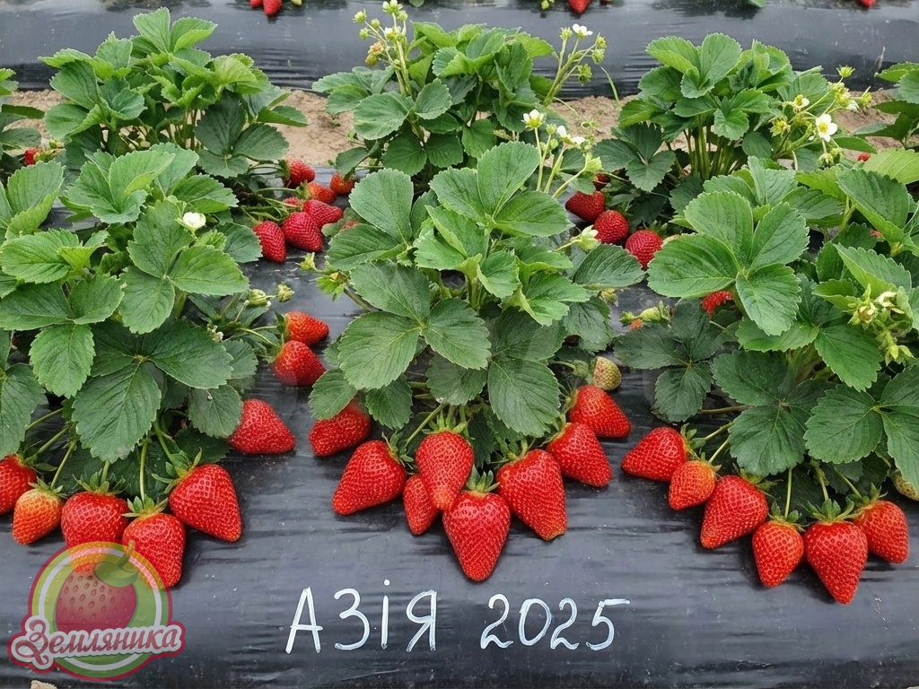 Саженцы клубники Азия купить  по 15 грн. Самый урожайный ранний сорт с красивыми, очень крупными ягодами.